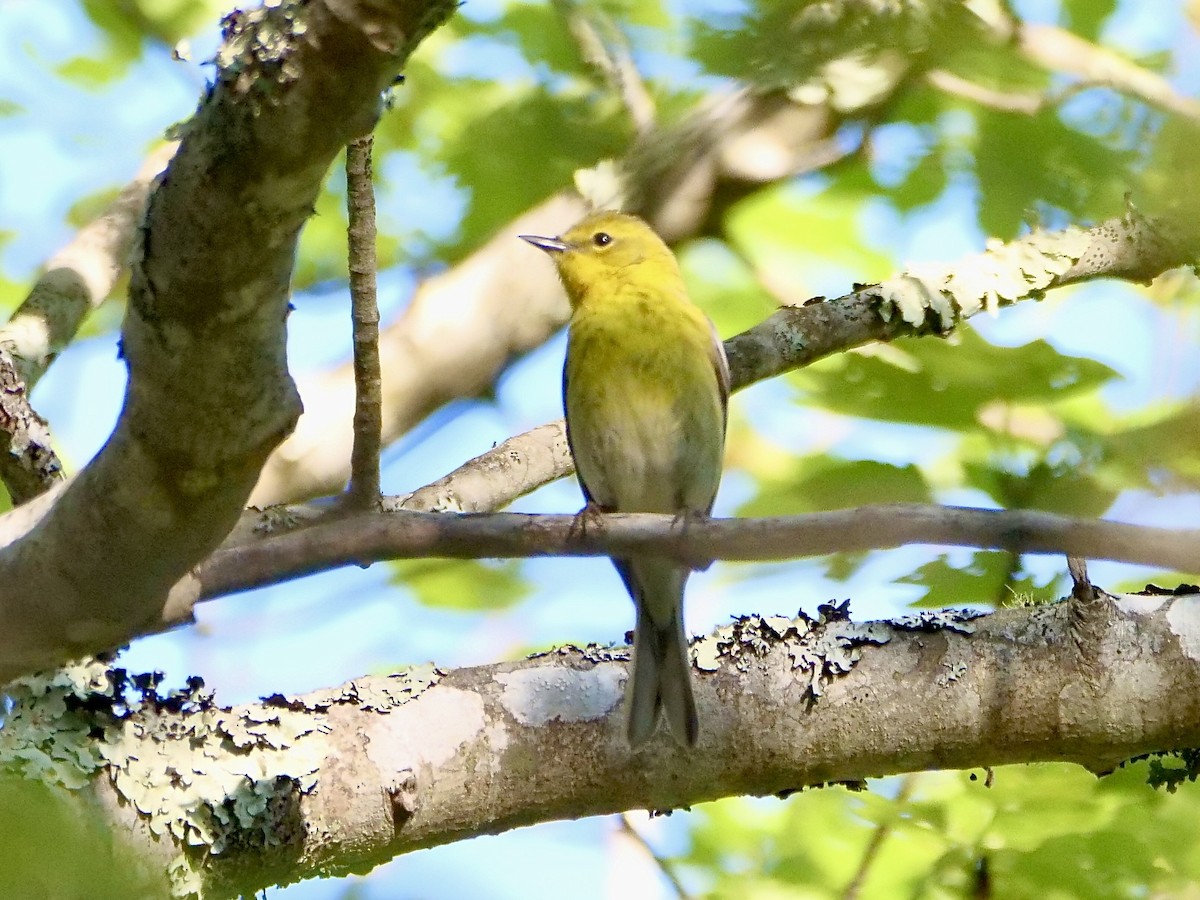 Pine Warbler - Martin Byhower