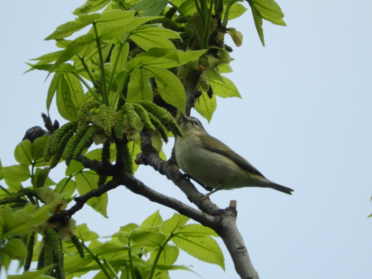 Tennessee Warbler - Thomas Bürgi