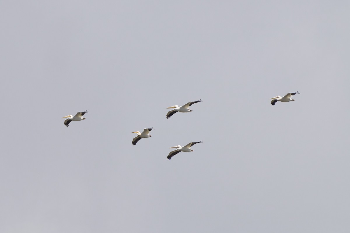 American White Pelican - Nate Klein