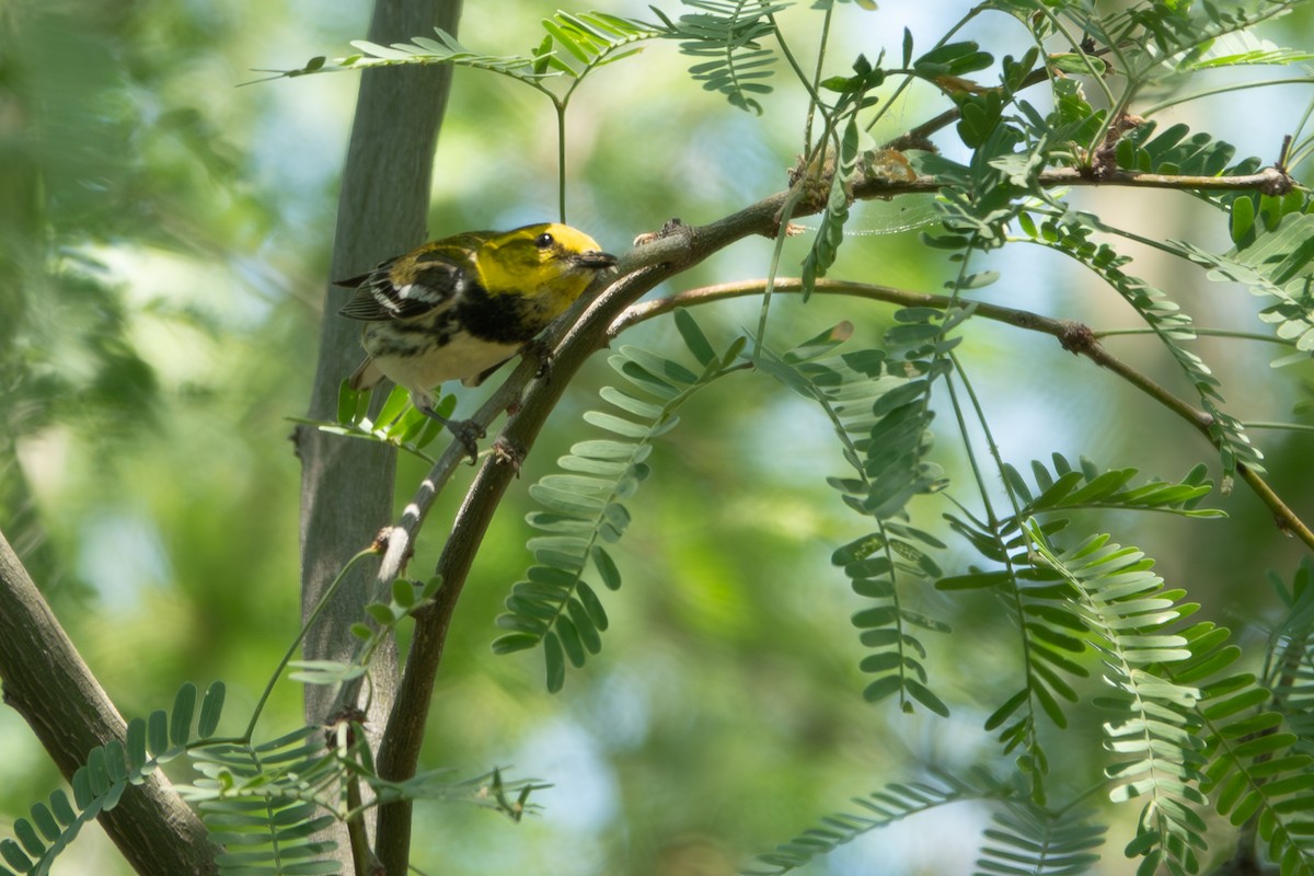 Black-throated Green Warbler - Steve Valasek