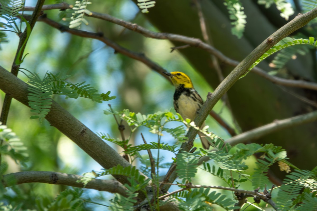 Black-throated Green Warbler - Steve Valasek