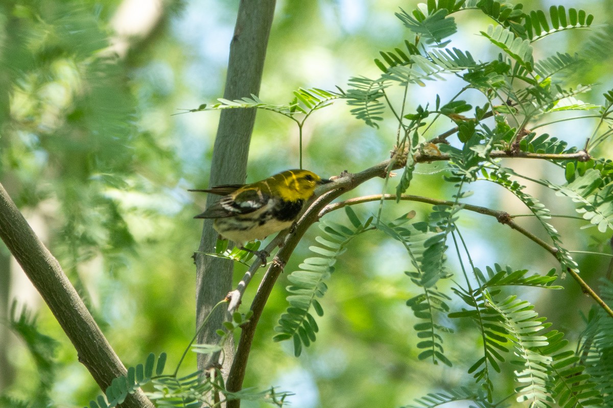 Black-throated Green Warbler - Steve Valasek