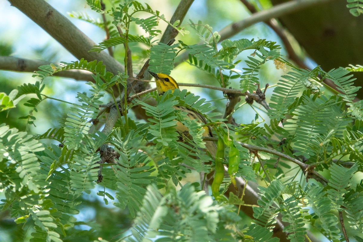 Black-throated Green Warbler - Steve Valasek