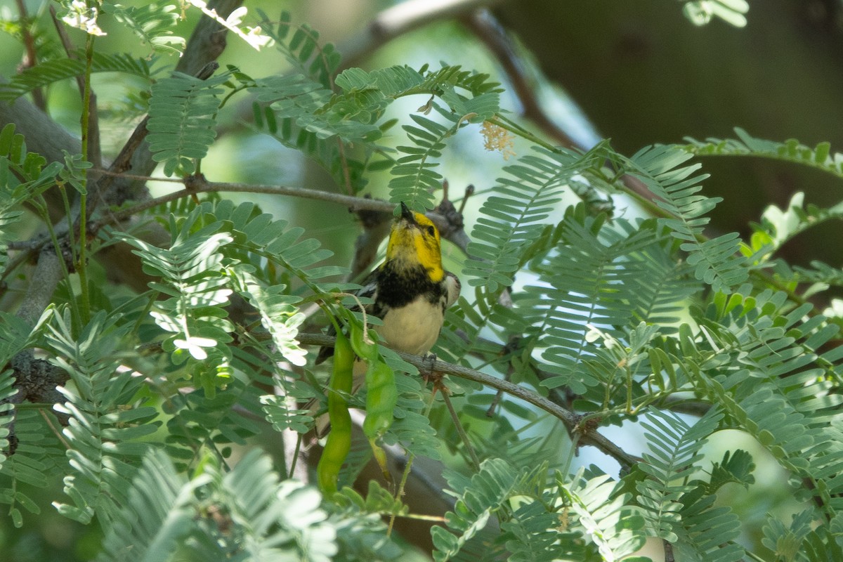 Black-throated Green Warbler - Steve Valasek