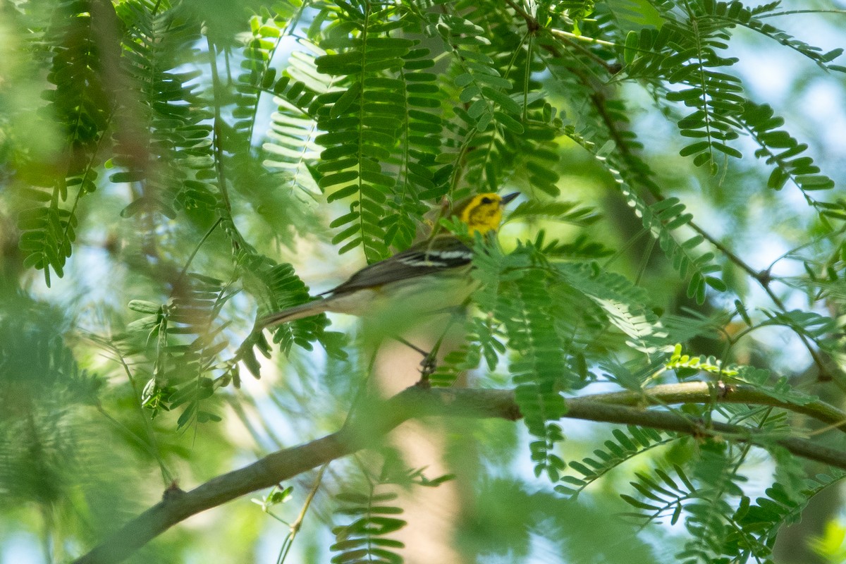 Black-throated Green Warbler - Steve Valasek