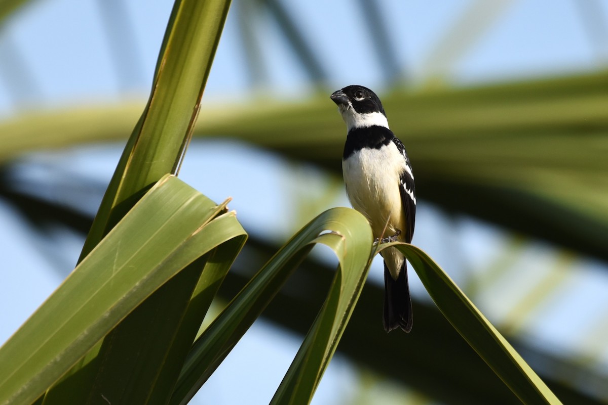 Morelet's Seedeater - Bruce Mast