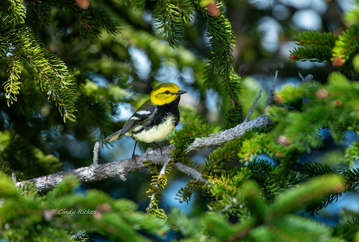 Black-throated Green Warbler - Cindy Rickes