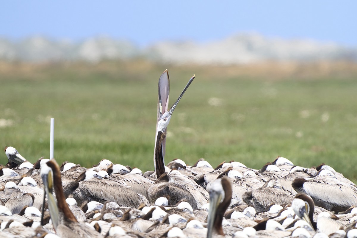 Brown Pelican - Nate Klein