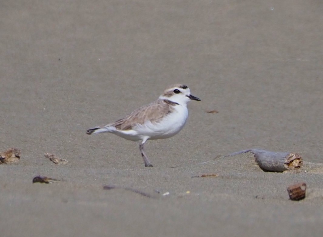 Snowy Plover - ML619589769