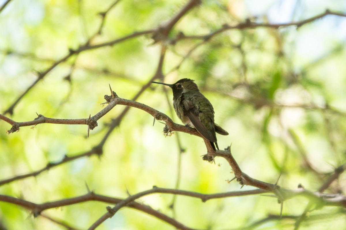 Anna's Hummingbird - Steve Valasek