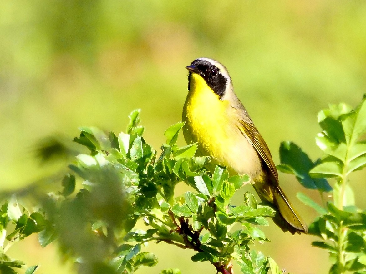 Common Yellowthroat - Martin Byhower