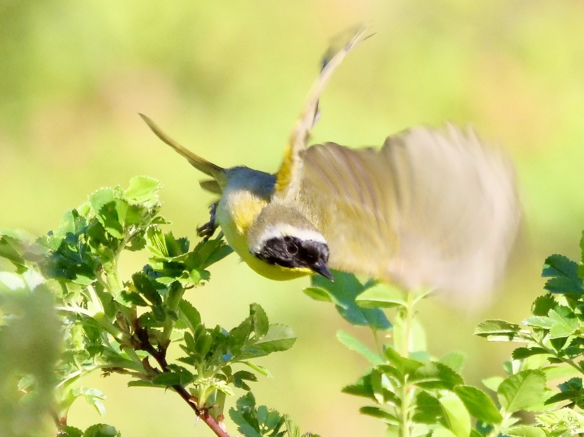 Common Yellowthroat - ML619589777