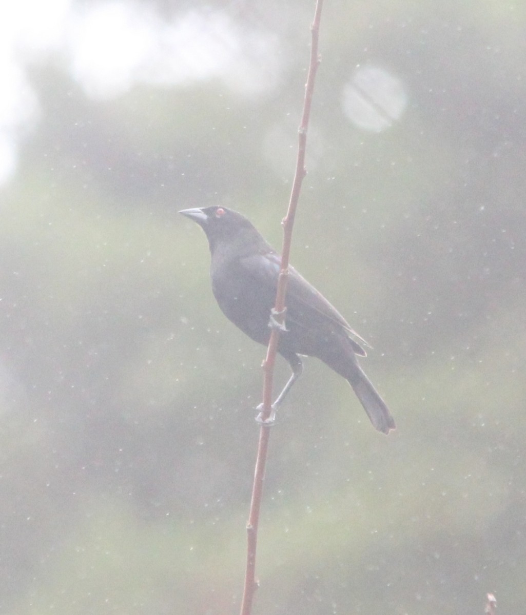 Bronzed Cowbird - Paul 🐈🔭🦜 Rodríguez @elpuma