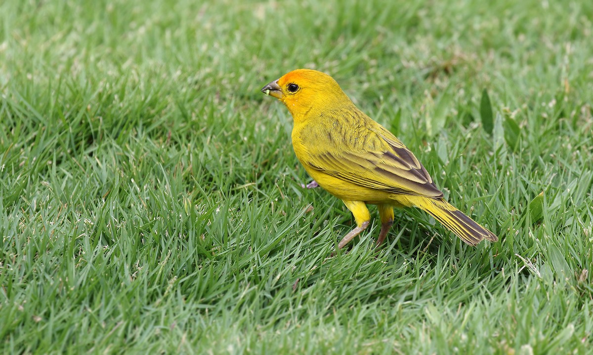 Saffron Finch - Adrián Braidotti