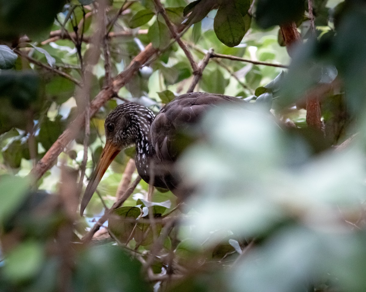 Limpkin - Felipe Gulin