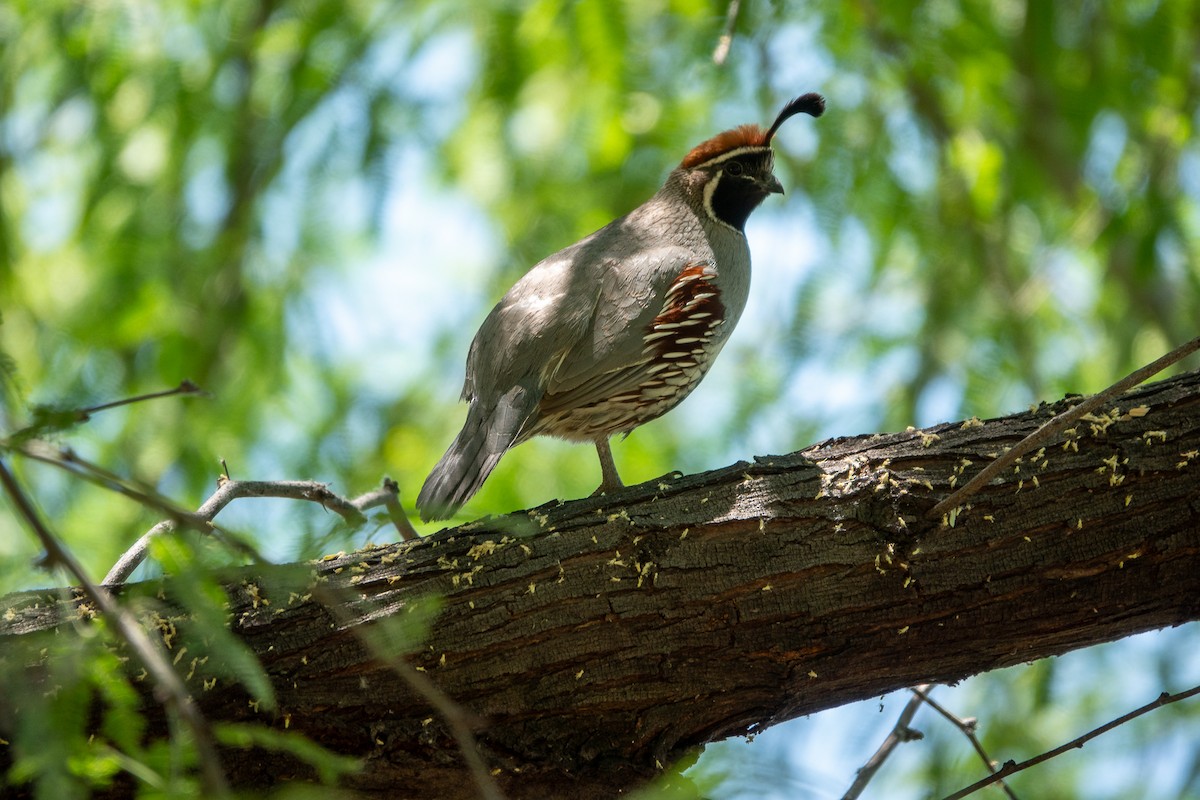 Gambel's Quail - Steve Valasek