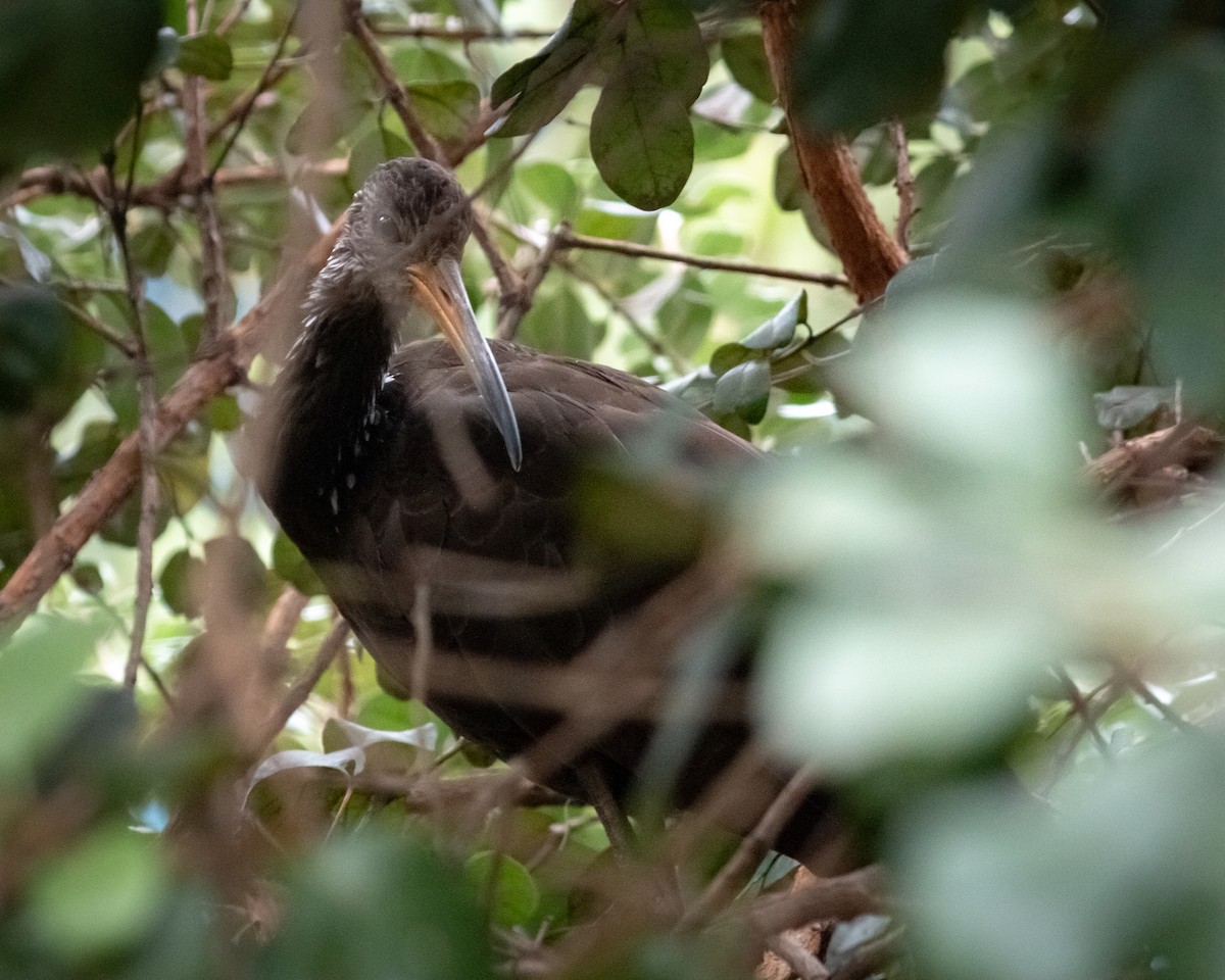 Limpkin - Felipe Gulin