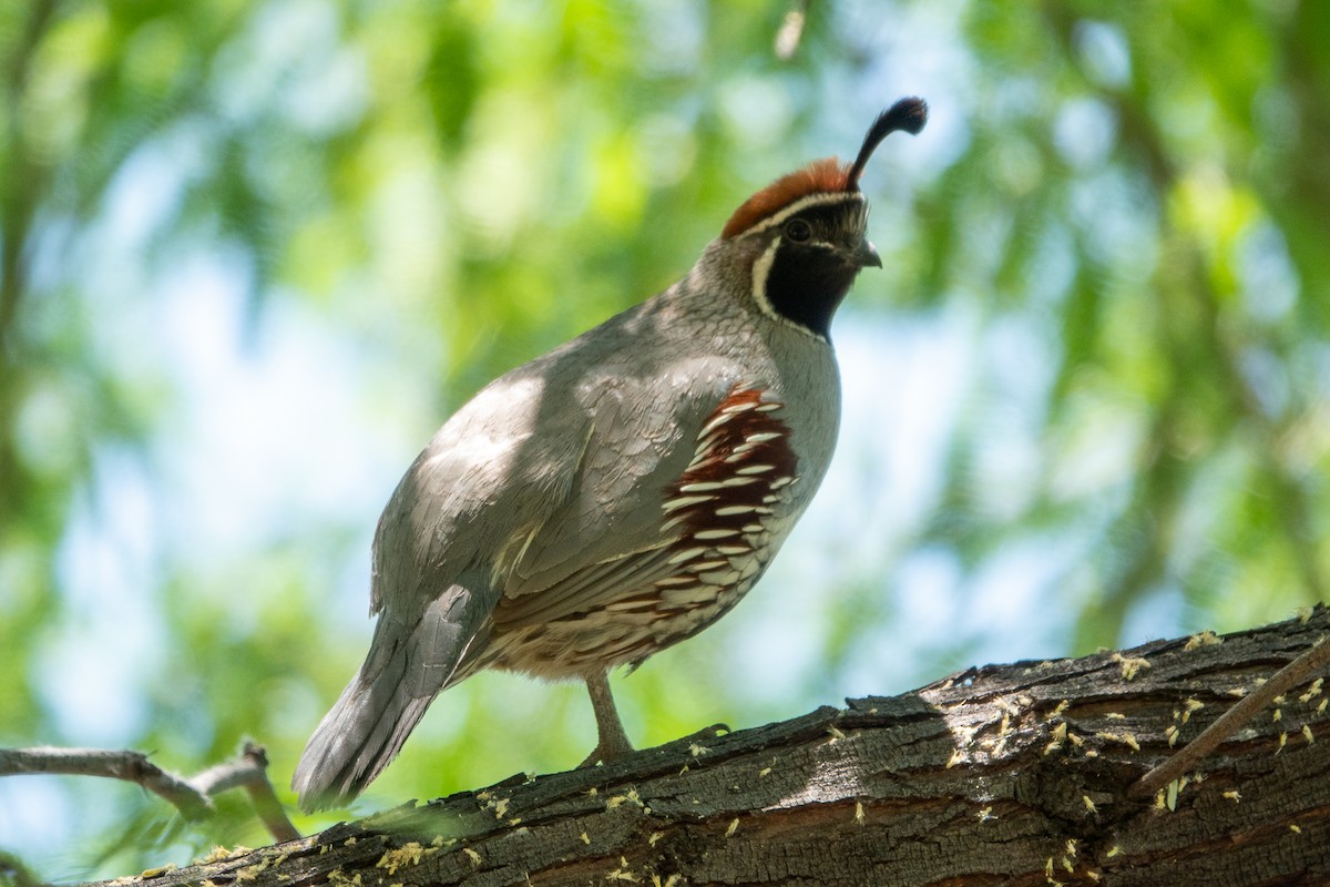 Gambel's Quail - Steve Valasek