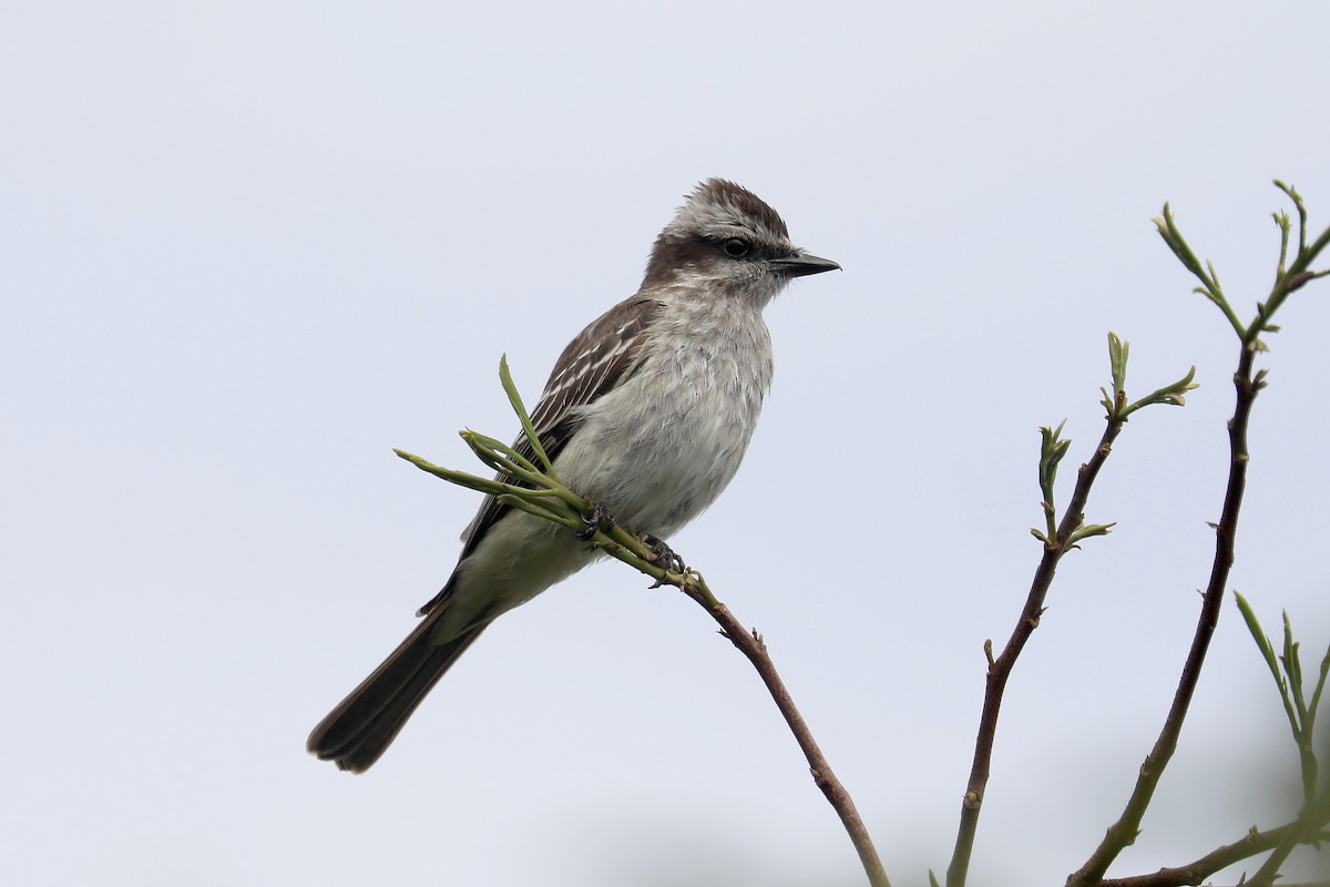 Variegated Flycatcher - Stephen Gast