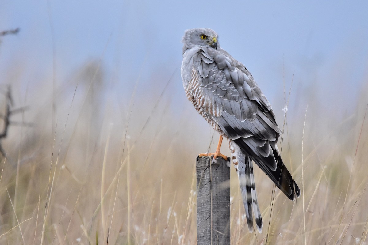 Cinereous Harrier - ML619589794