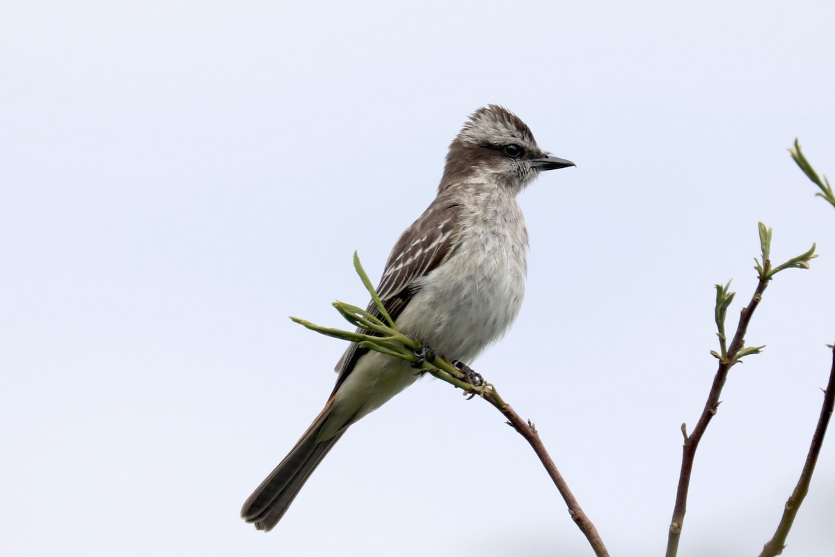 Variegated Flycatcher - Stephen Gast