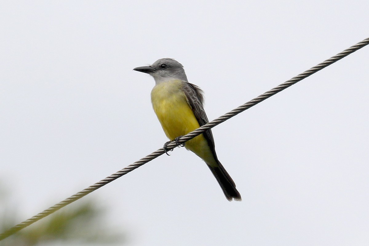 Tropical Kingbird - Stephen Gast