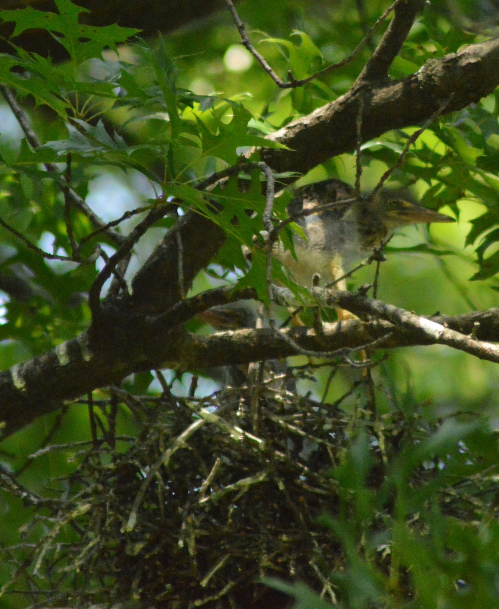 Green Heron - Ryan Pudwell