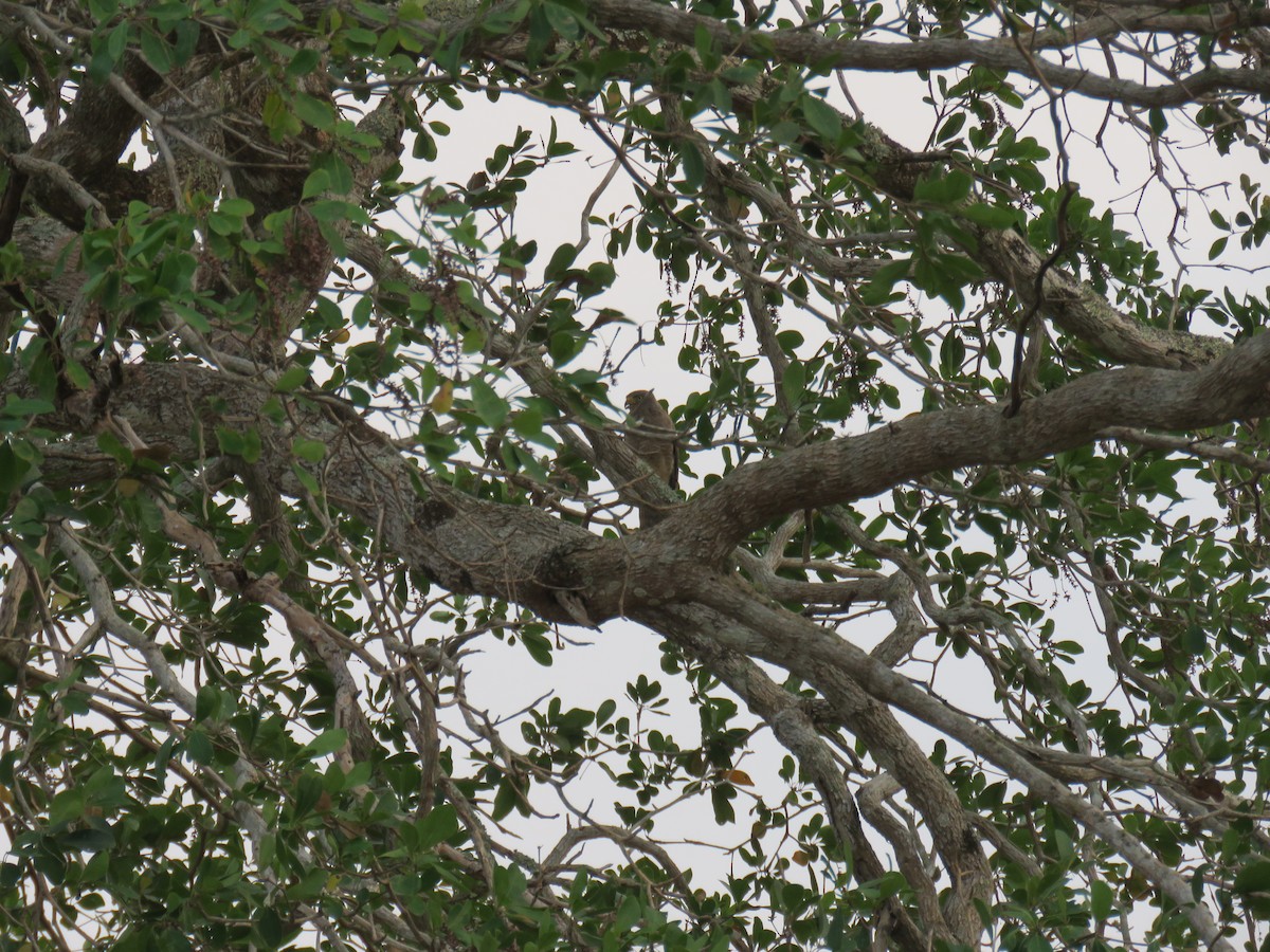 Roadside Hawk - Sam Holcomb