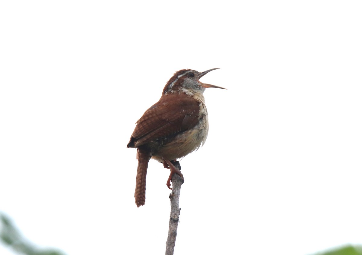 Carolina Wren - Ruth King