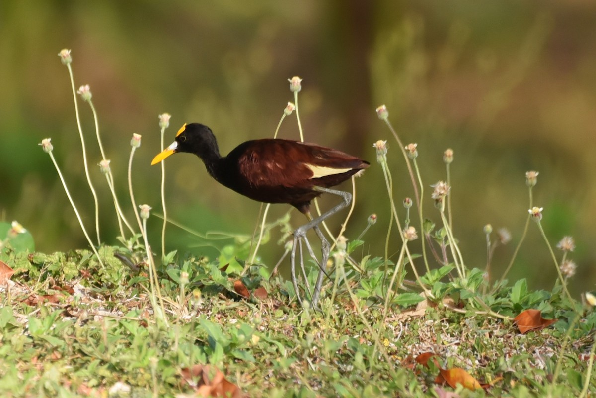 Northern Jacana - Bruce Mast