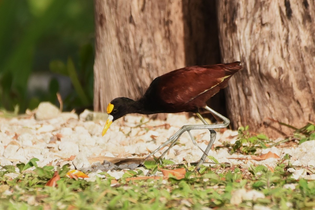 Northern Jacana - Bruce Mast