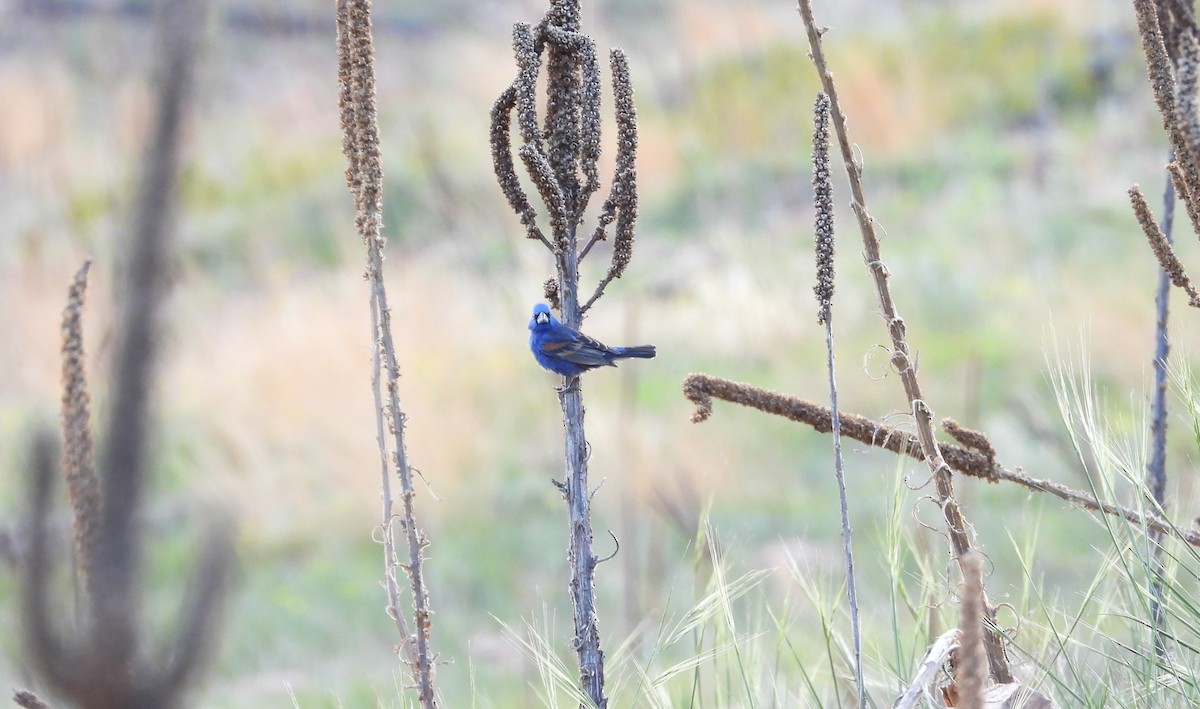 Blue Grosbeak - Valentina Roumi