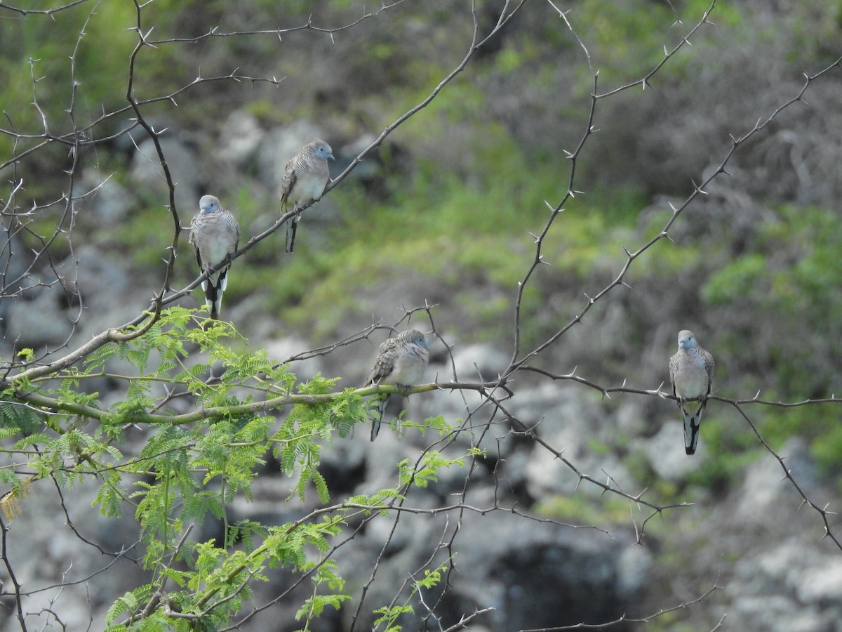 Zebra Dove - ML619589834