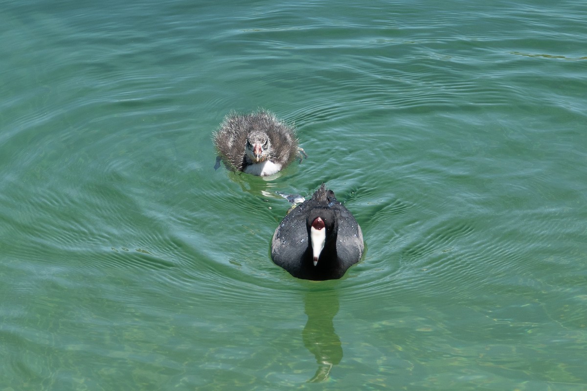 American Coot - Steve Valasek