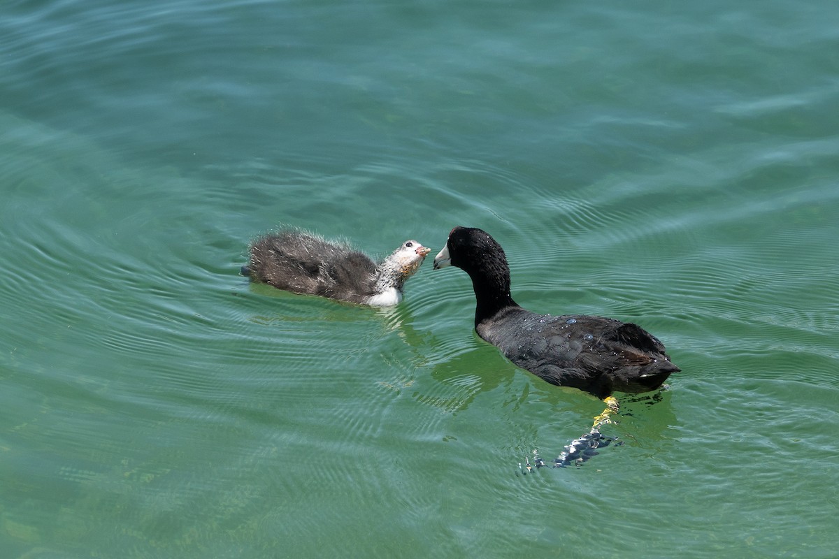 American Coot - Steve Valasek