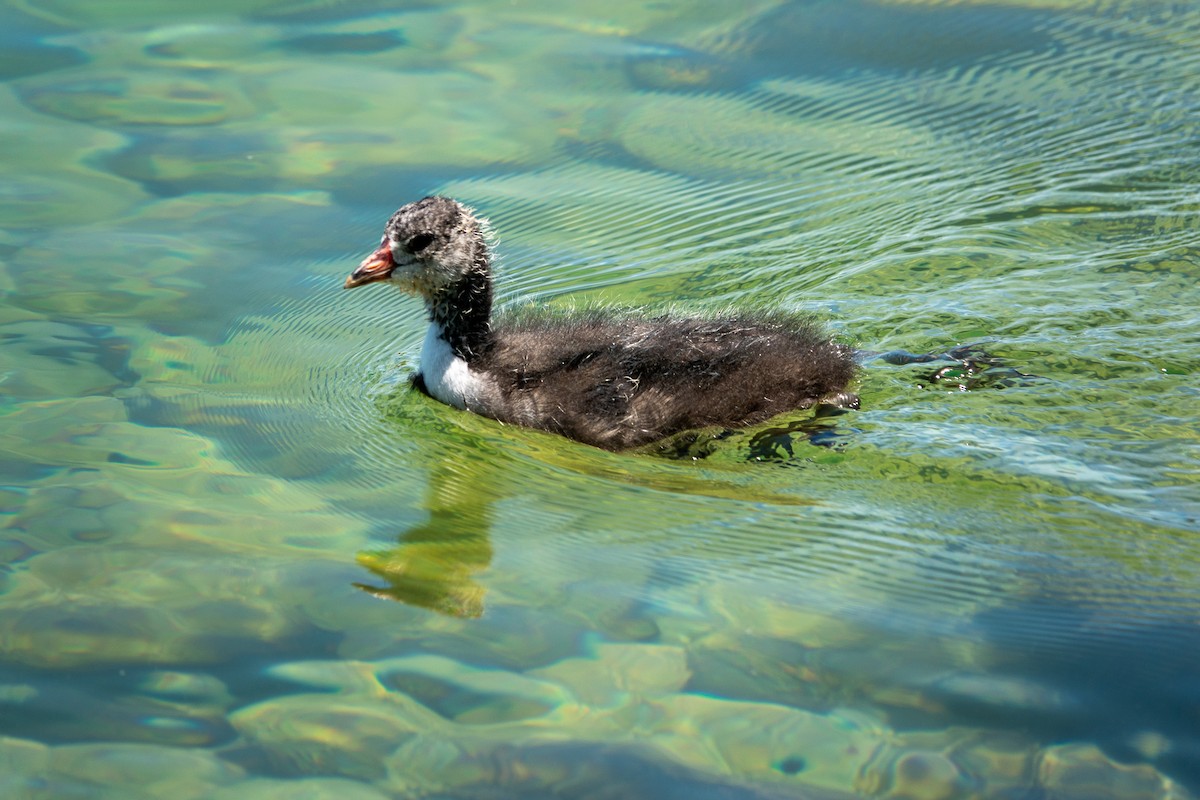 American Coot - Steve Valasek