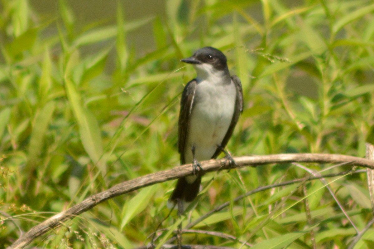 Eastern Kingbird - Ryan Pudwell