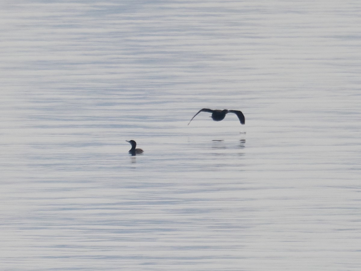 tanımsız Phalacrocoracidae sp. - ML619589848