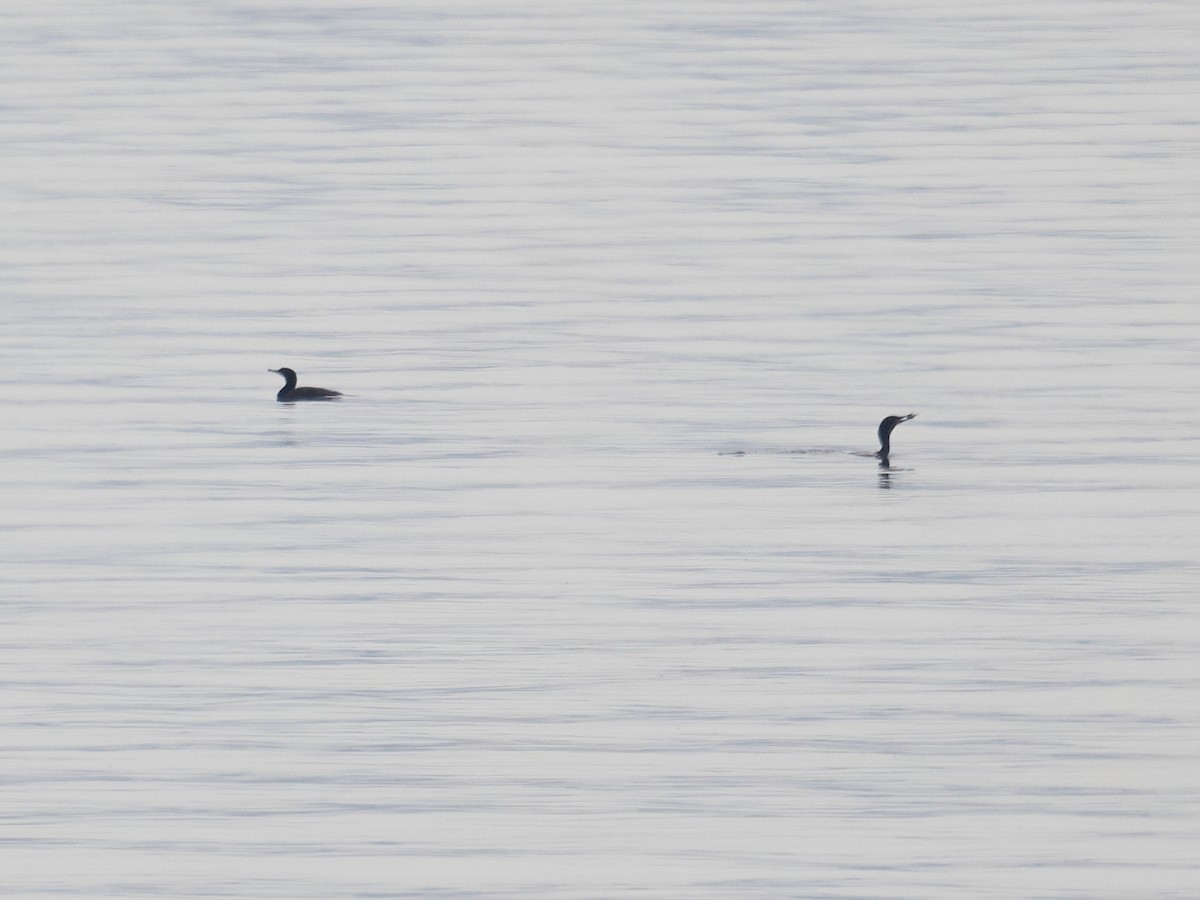 tanımsız Phalacrocoracidae sp. - ML619589849