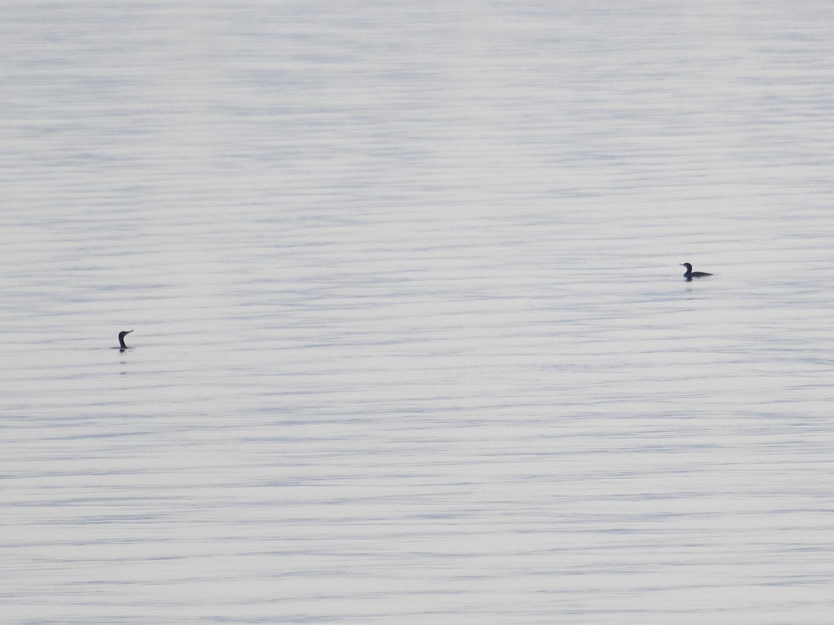 tanımsız Phalacrocoracidae sp. - ML619589851