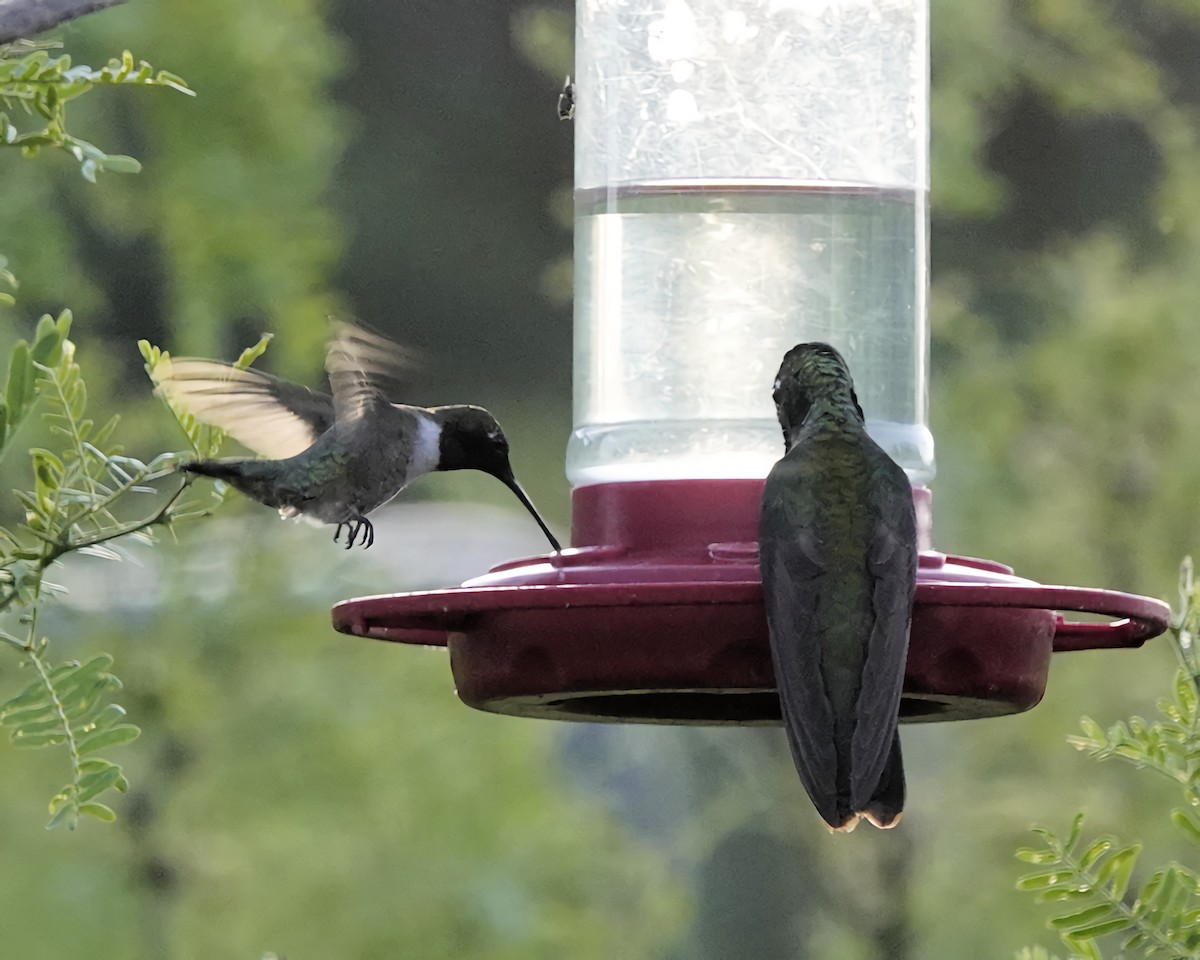 Black-chinned Hummingbird - Marie Ostrander