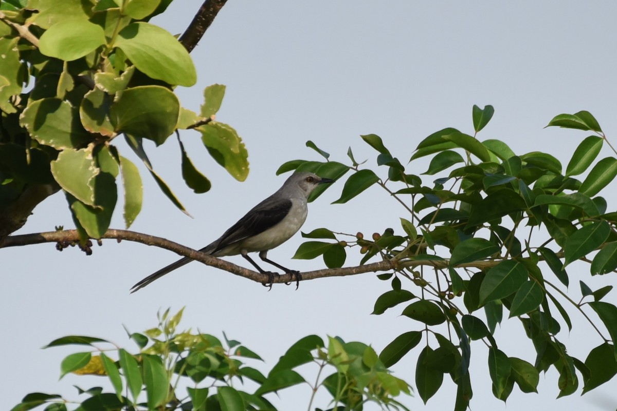 Tropical Mockingbird - Bruce Mast