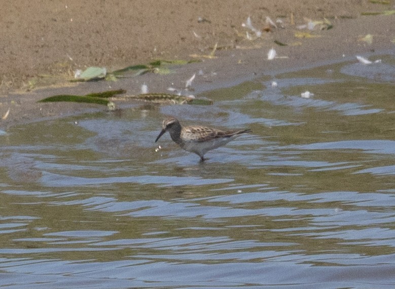 White-rumped Sandpiper - MCHL ____