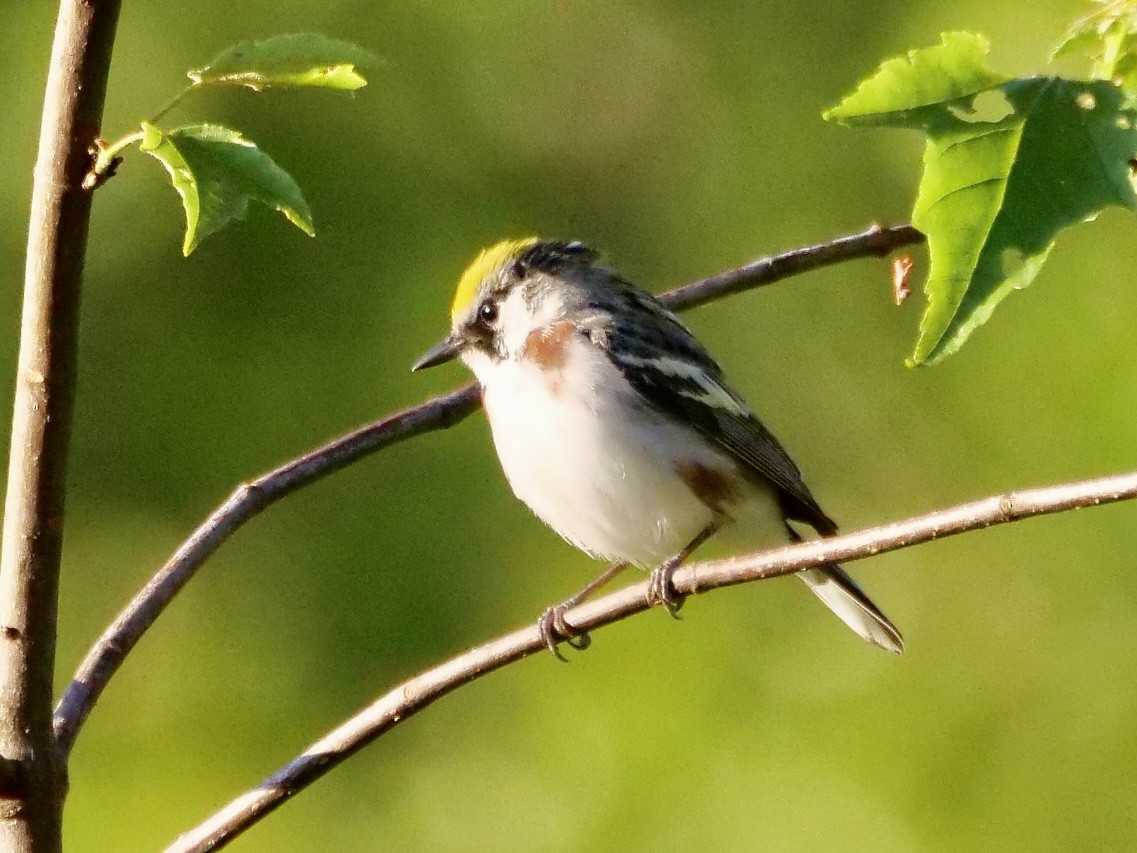 Chestnut-sided Warbler - ML619589862