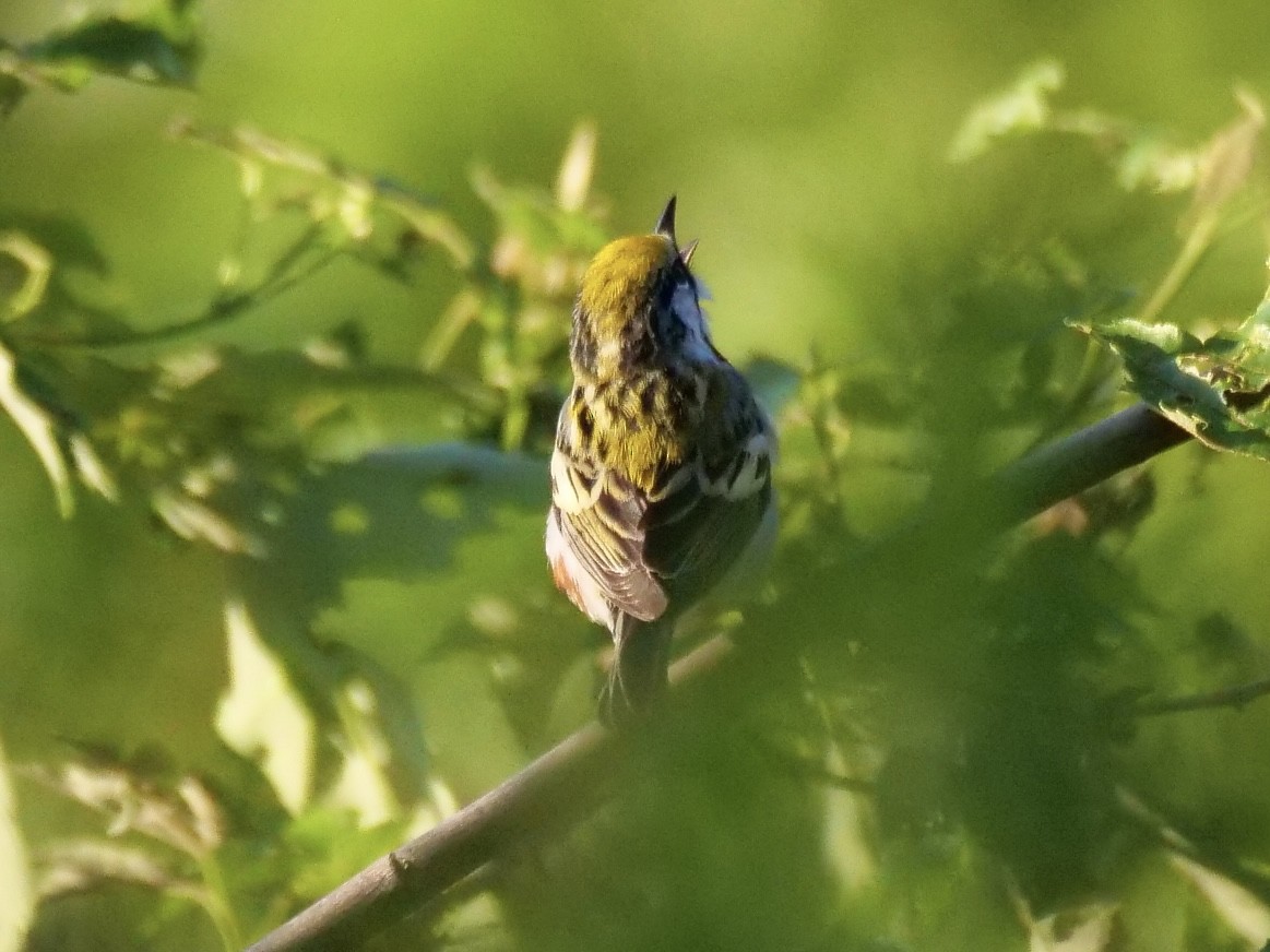 Chestnut-sided Warbler - Martin Byhower