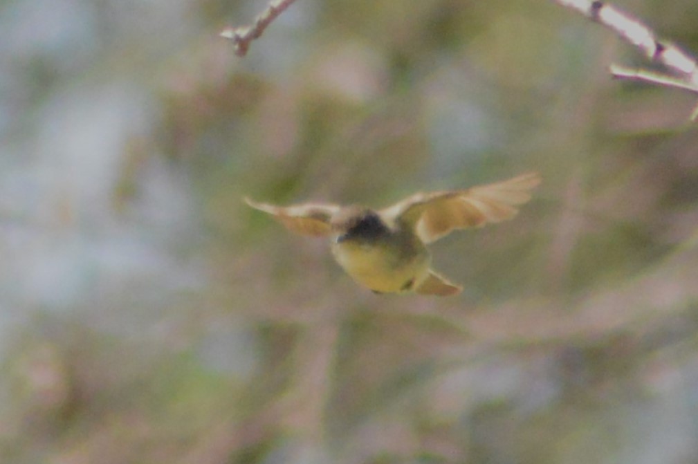 Eastern Phoebe - Ryan Pudwell