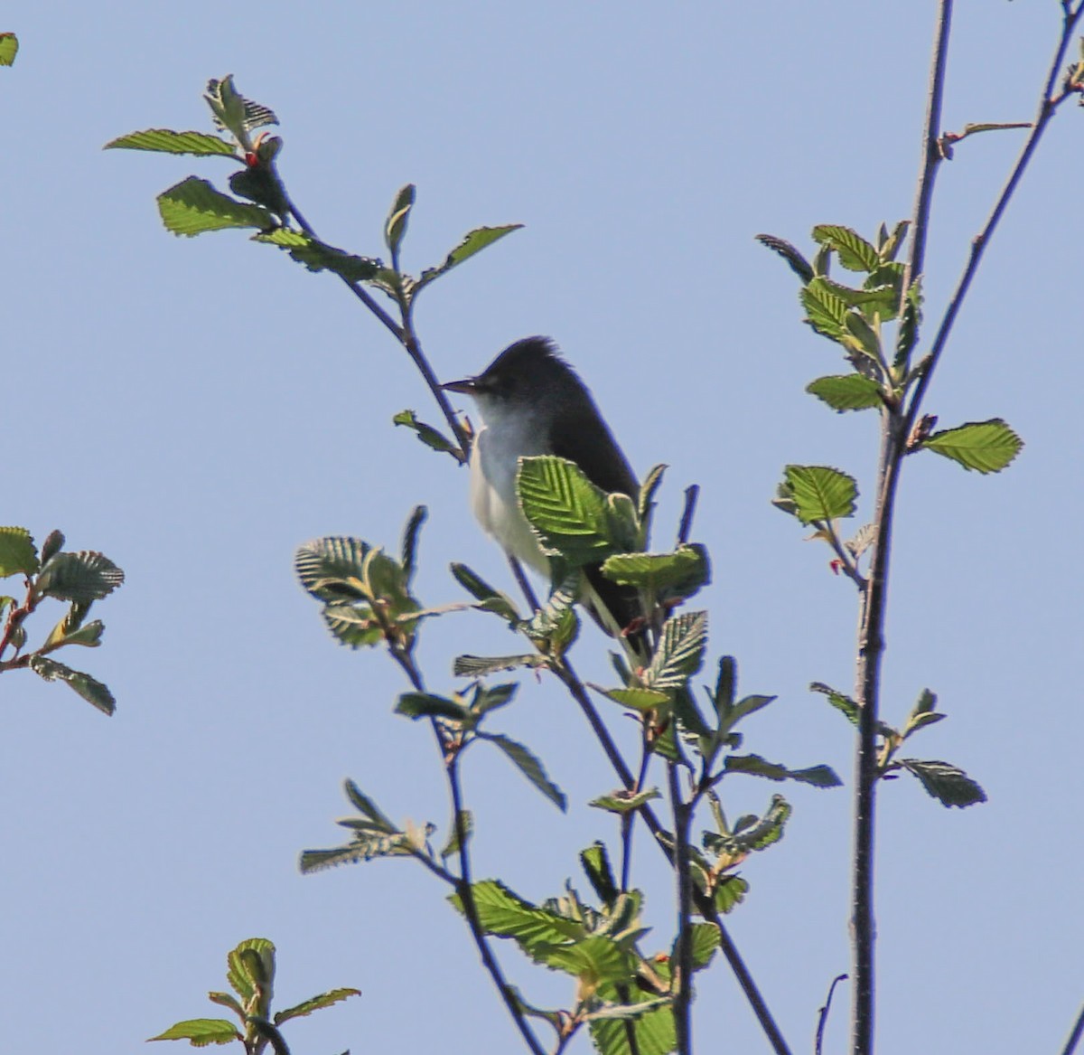 Willow Flycatcher - Zachary Holderby