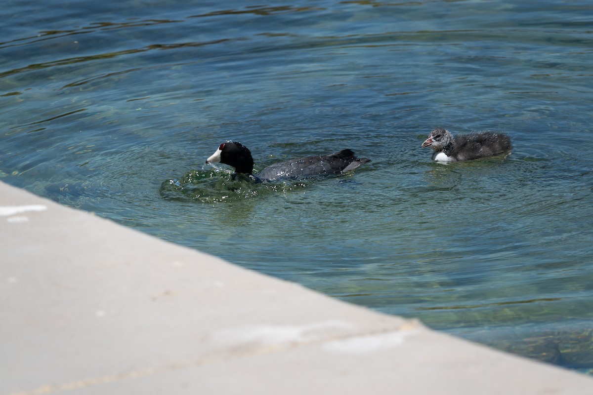 American Coot - Steve Valasek