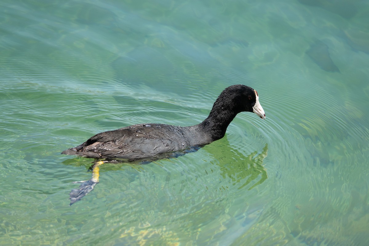 American Coot - Steve Valasek