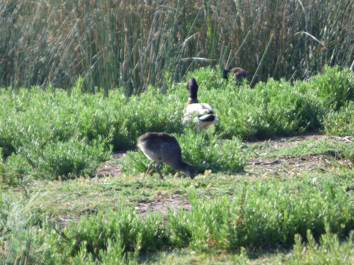 Western Swamphen - ML619589872